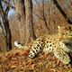 An Amur leopard. Image: Land of the Leopard National Park